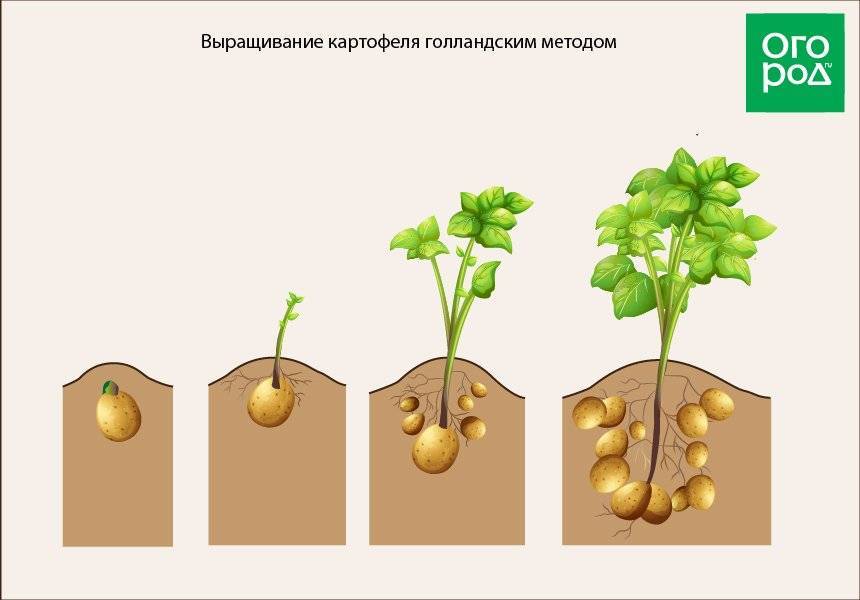 Голландская технология выращивания картофеля | огородник