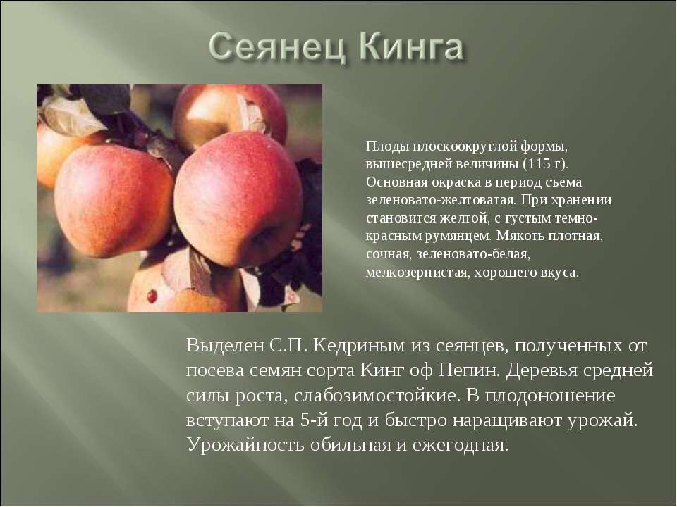 Яблоня пепин шафранный: описание сорта, уход за яблоней, профилактика болезней