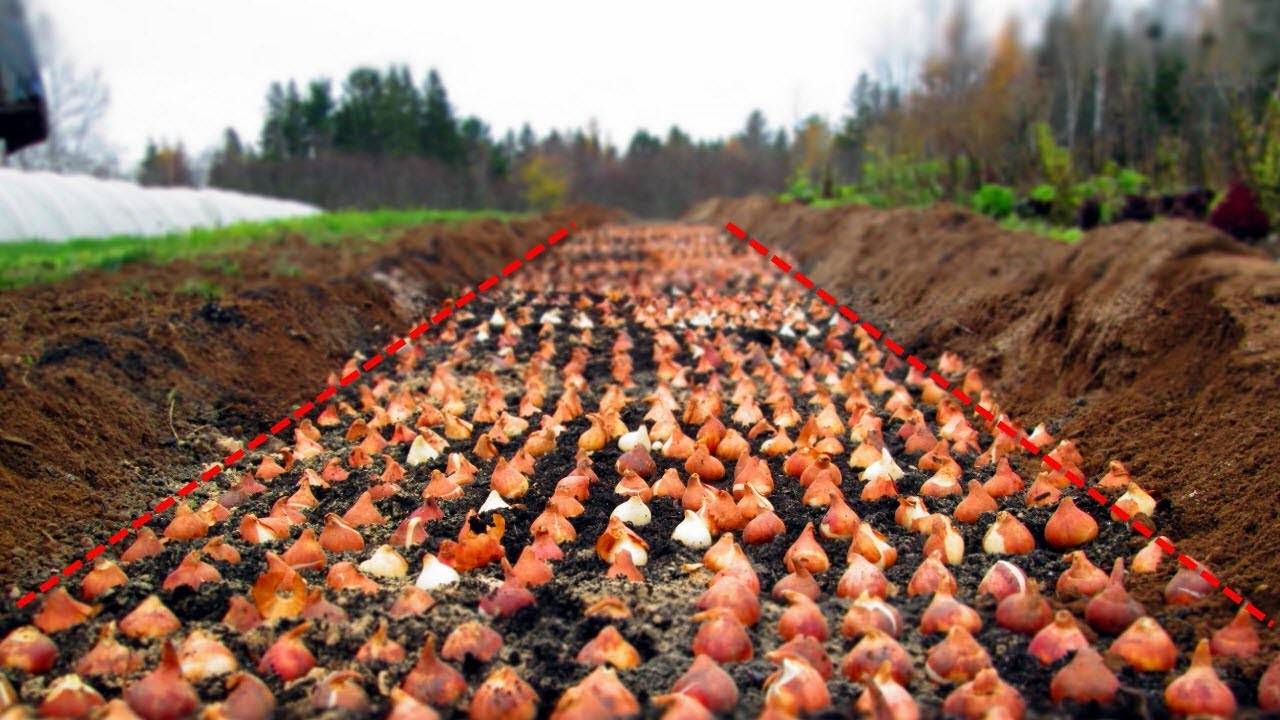 ✅ обработка тюльпанов перед посадкой осенью, как и чем подготовить луковицы к посадке, чем обработать землю - tehnoyug.com