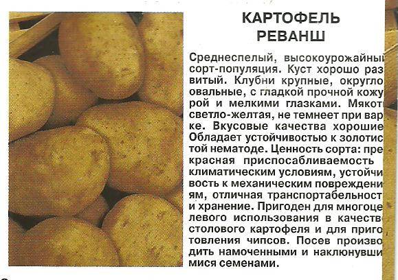 Сорт картофеля удача — описание, вкусовые качества