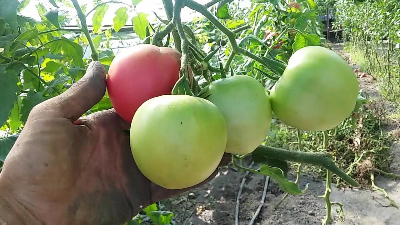 Грушевидные желтые плоды — томат медовая капля: полное описание сорта