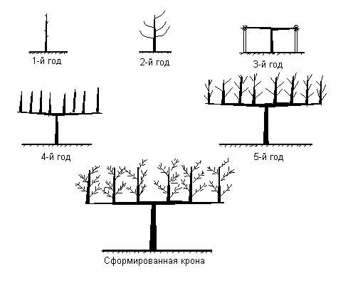 Обрезка грецкого ореха: как его правильно формировать весной, летом и осенью, когда лучше проводить весенние и осенние работы над многолетним растением и саженцем?