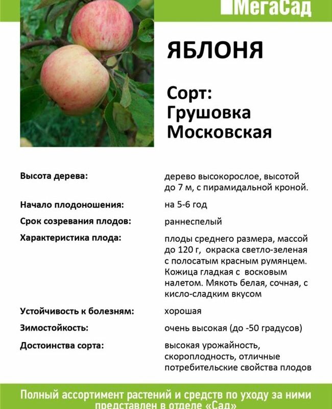 Яблоня коробовка: описание сорта и фото selo.guru — интернет портал о сельском хозяйстве