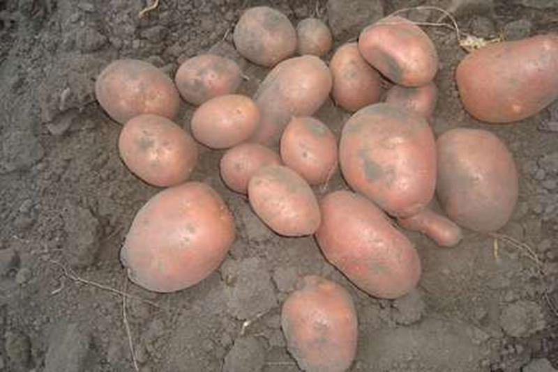 Картофель беллароза: характеристика и описание сорта, выращивание и уход