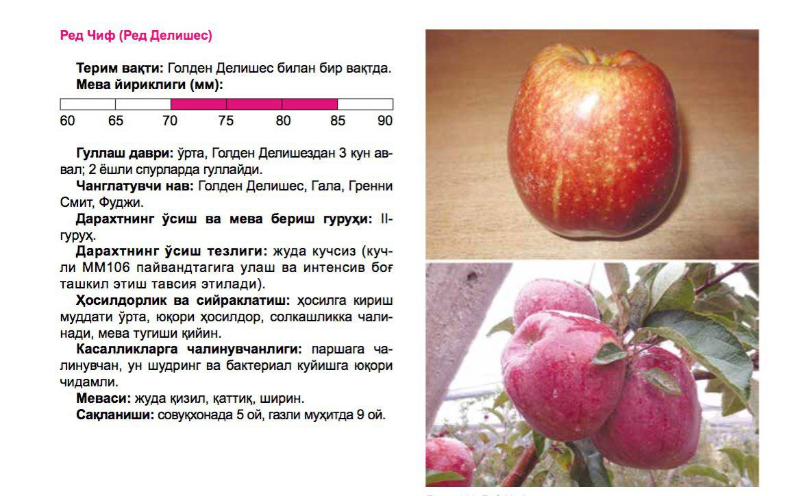 Описание и тонкости выращивания яблони сорта Ред Чиф