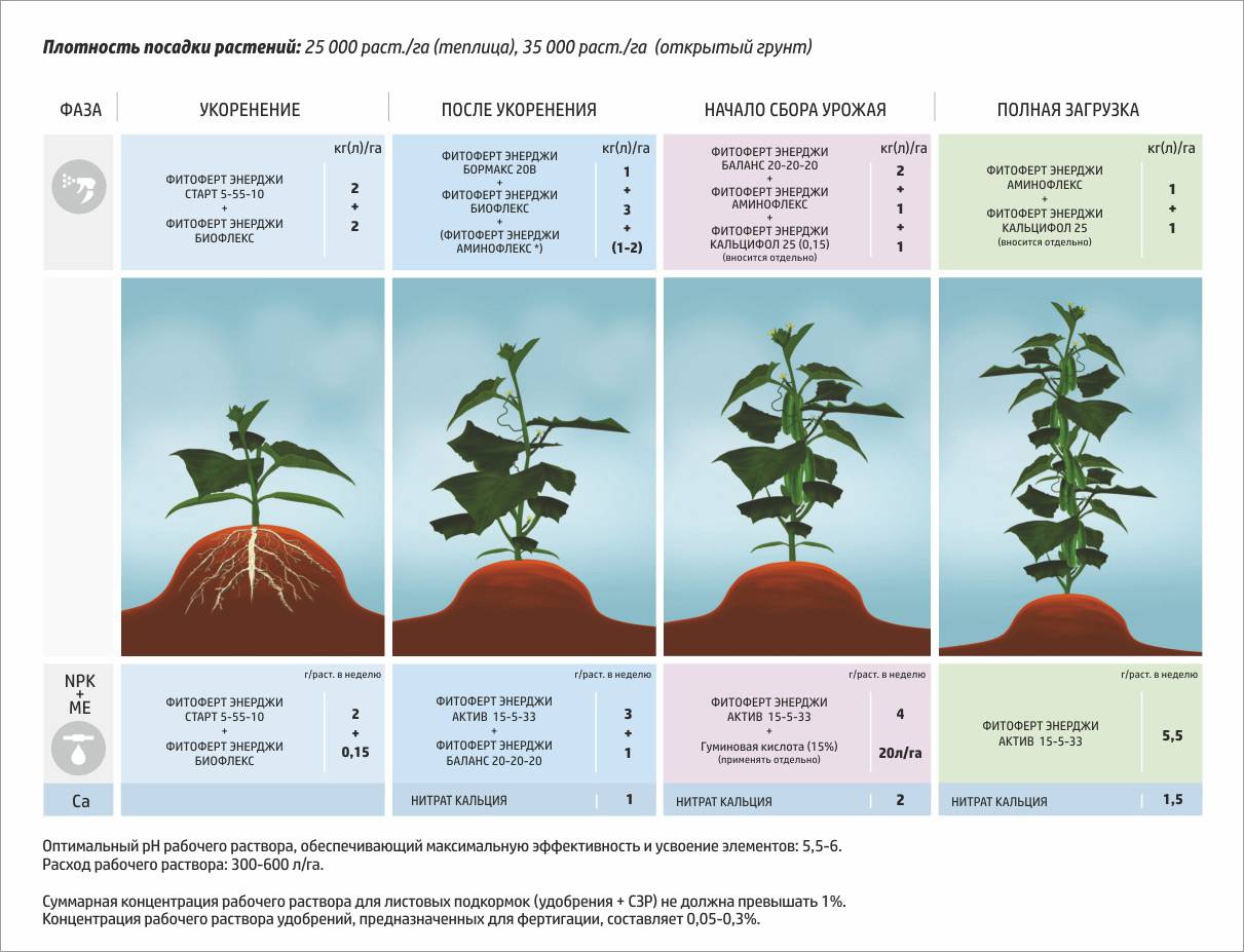 Огурцы в открытом грунте: выращивание и уход, подкормка и формирование
