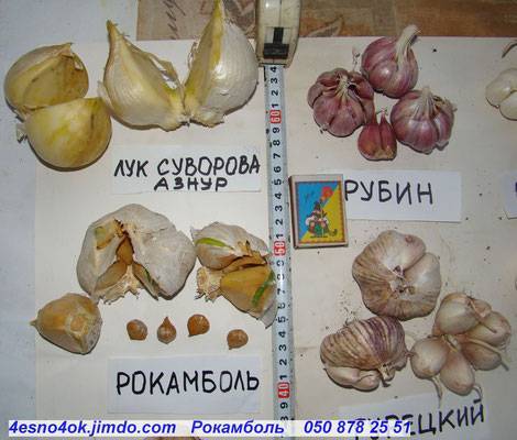 Описание суворовского чеснока Анзур и правила выращивания