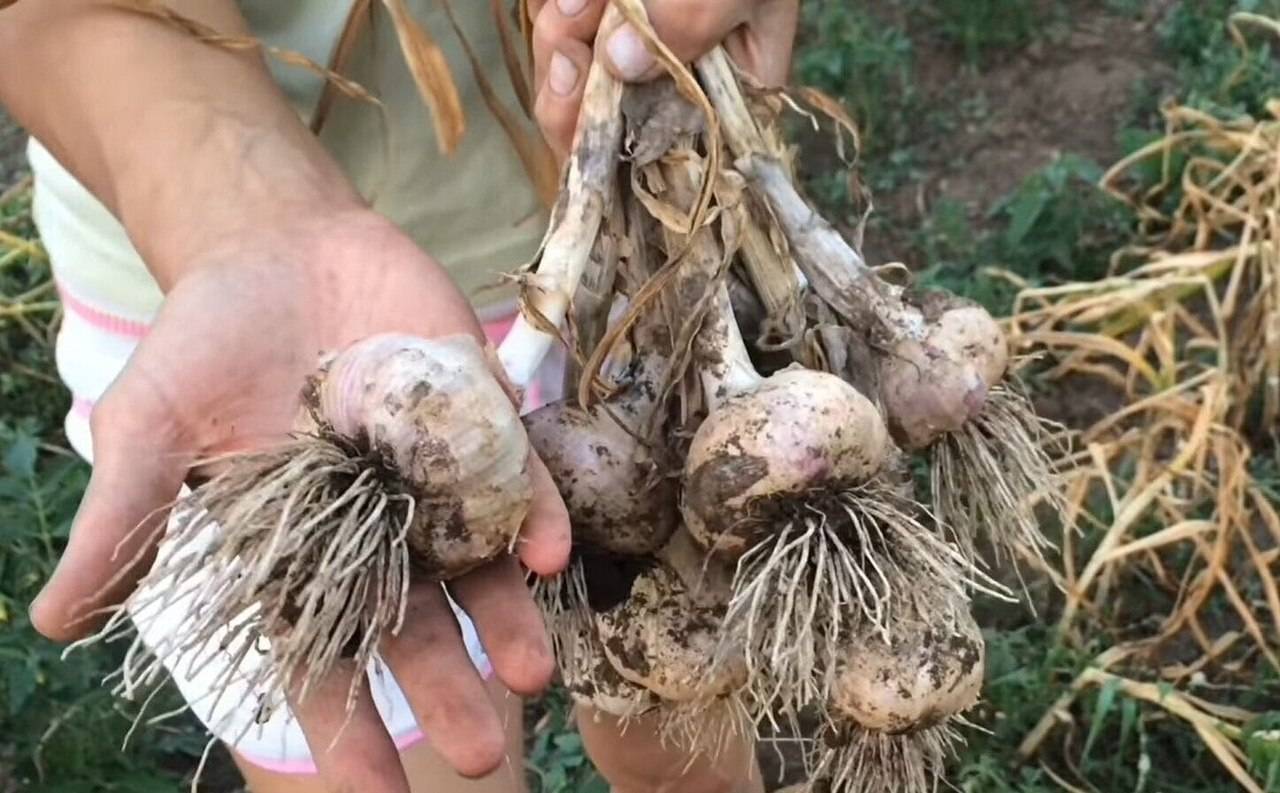 Когда убирать чеснок в дождливое лето: как выкопать и спасти от гнили в плохую погоду