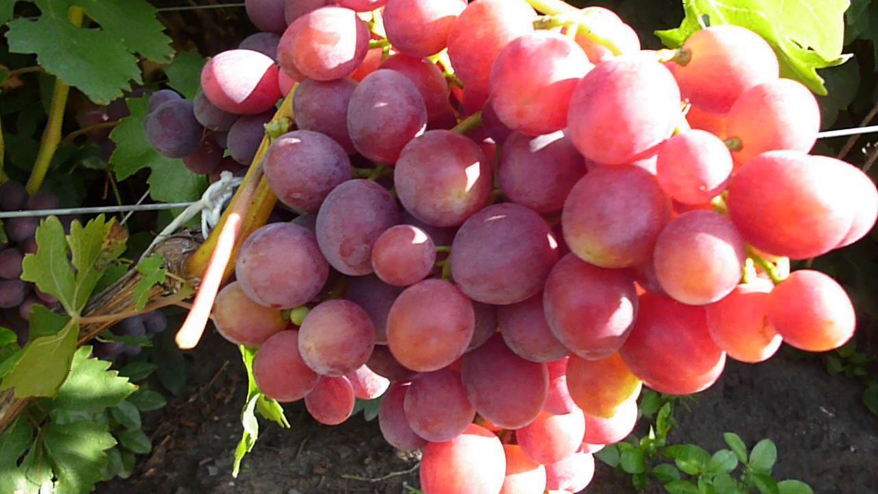 Виноград подарок несветая: описание сорта, посадка и уход, способы размножения