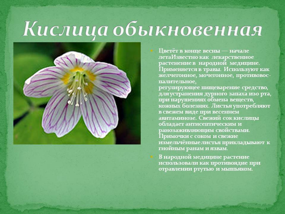 Киви: свойства, польза и функции в организме | food and health
