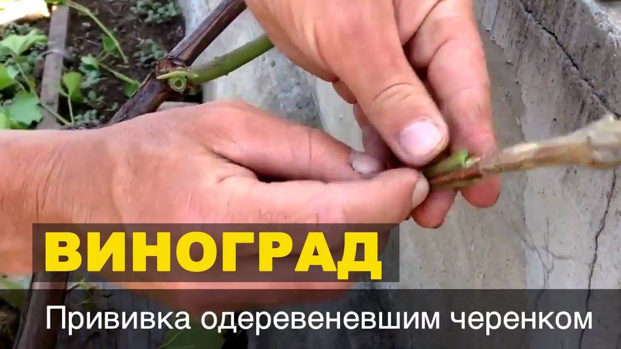 Прививка винограда: окулировка, зеленое в зеленое, сроки и рекомендации, уход