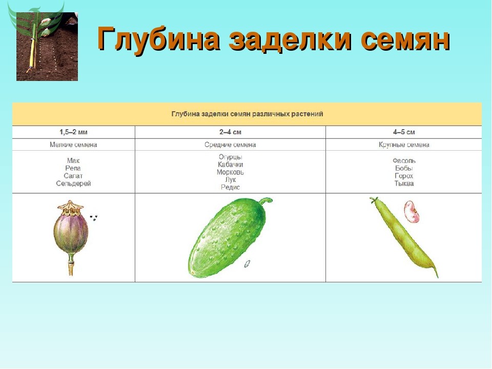 Схема посадки кабачков в открытом грунте семенами