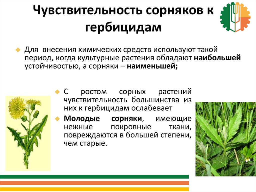 7 золотых правил для работы с почвенными гербицидами | публикации подсолнечник