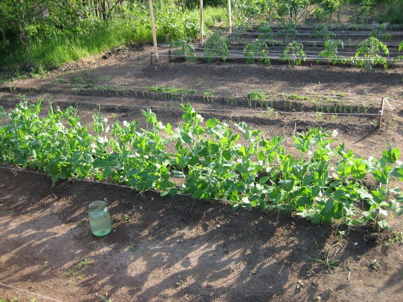 Горох: выращивание на огороде, хранение, сорта