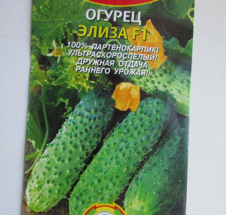 Голландские огурцы маша f1: описание и характеристика сорта, семена гибрида, как выращивать