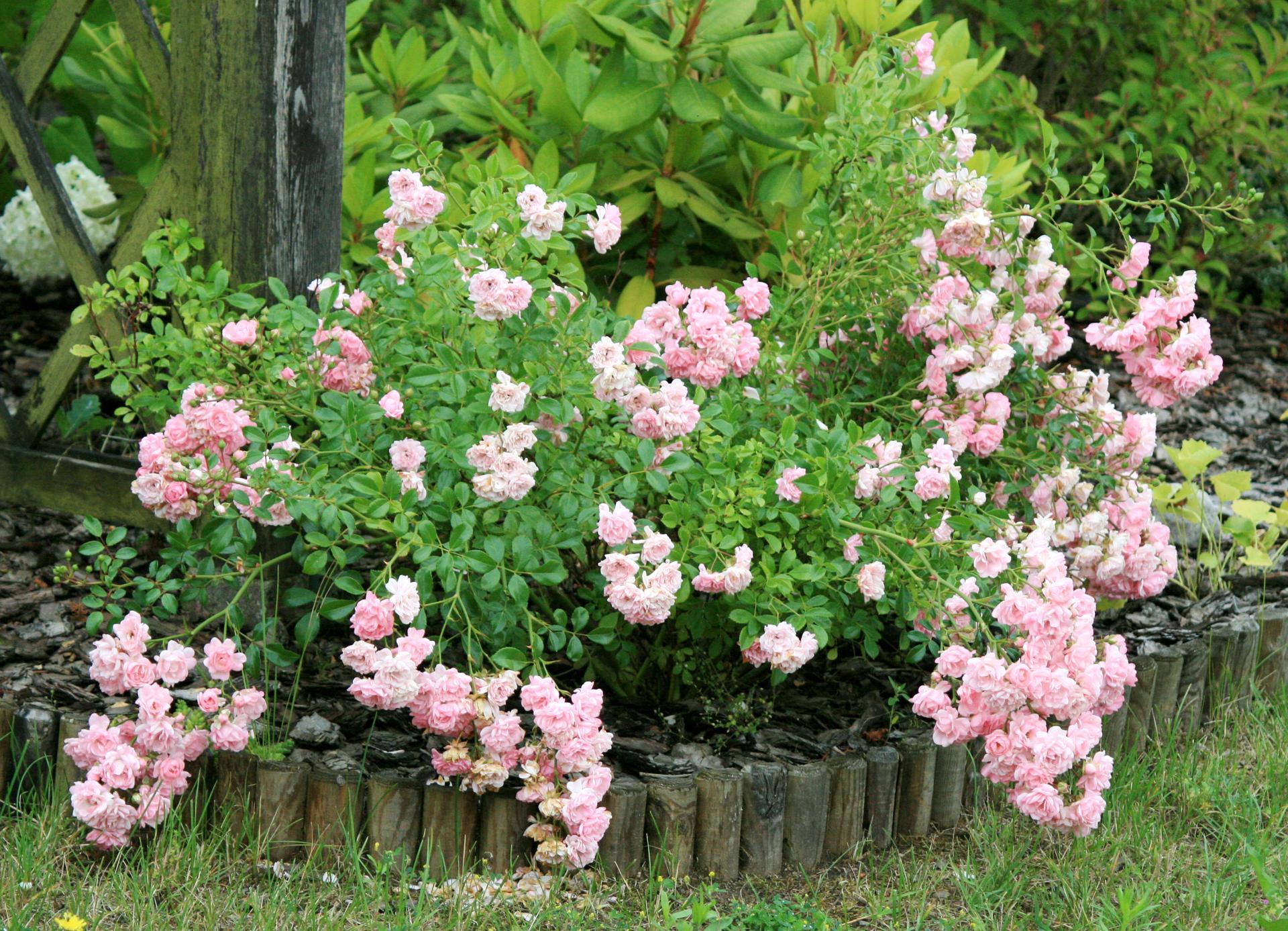 Почвопокровные розы: лучшие сорта, их посадка, выращивание и уход