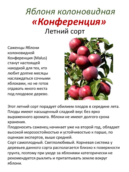 Яблоня московское ожерелье: особенности сорта и ухода