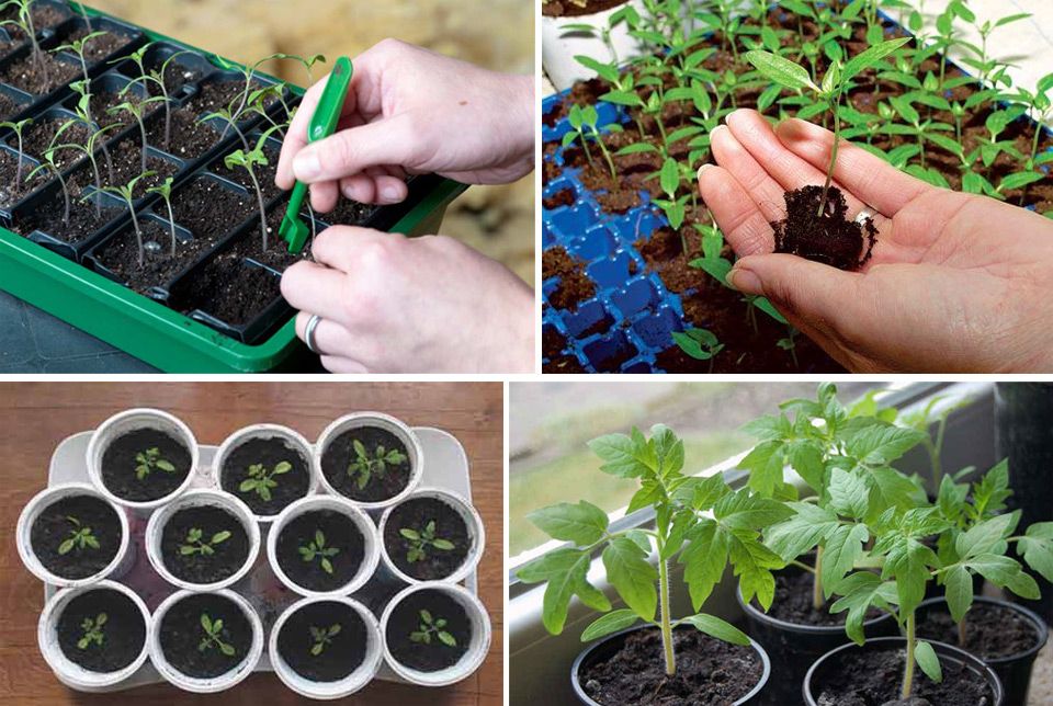 Выращивание рассады без земли: особенности нового безземельного способа посева семян в домашних условиях, нюансы высева в пластиковые бутылки и туалетную бумагу