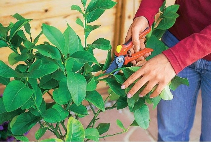 Как правильно прищипывать мандариновое дерево в домашних условиях