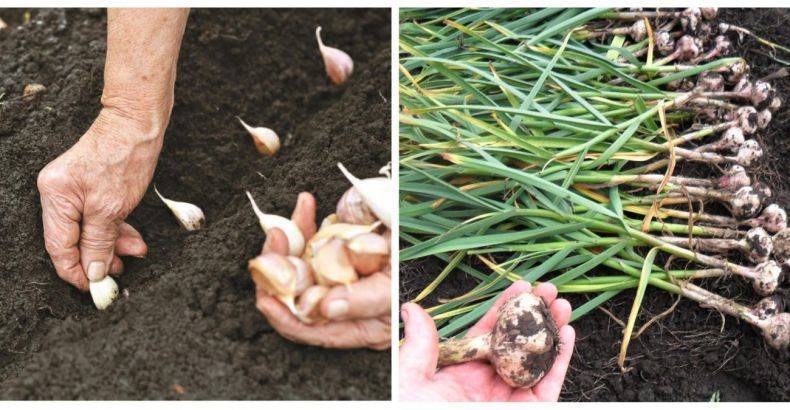 Хотите получить здоровый чеснок — посадите его осенью бульбочками! чистый материал, несложный уход и высокий урожай — фазенда