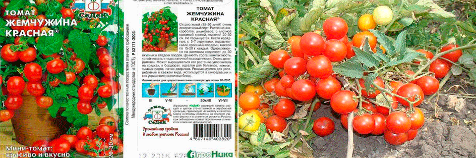 Томат жемчужина красная: характеристики и описание сорта, урожайность, отзывы, фото
