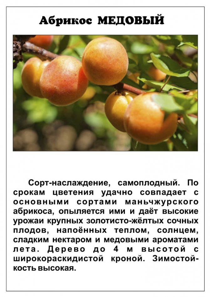 Описание сорта абрикоса лель и его характеристики плюсы и особенности посадки
