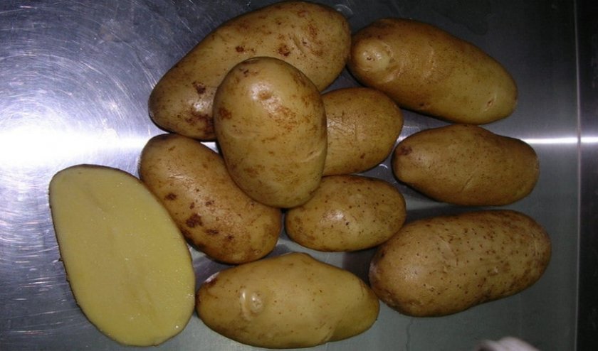 Описание картофеля королева анна: особенности, преимущества, реальные отзывы
