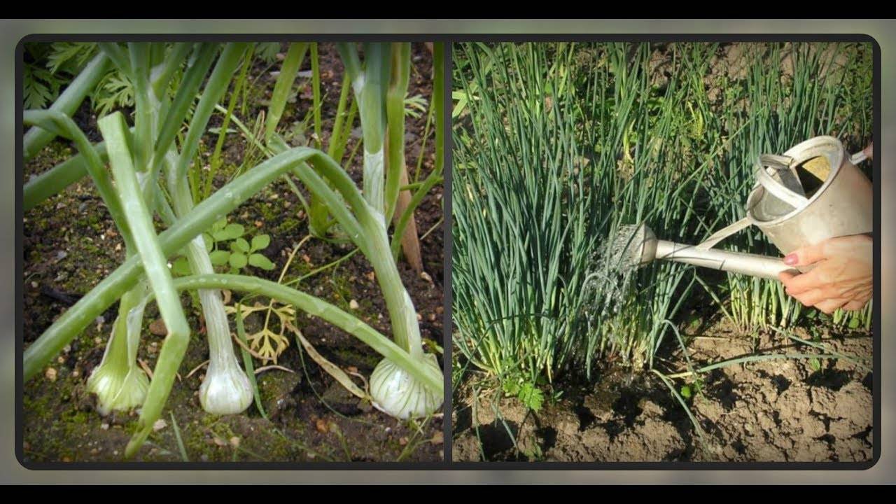 Причины боли и кожных изменений соска и околососковой области