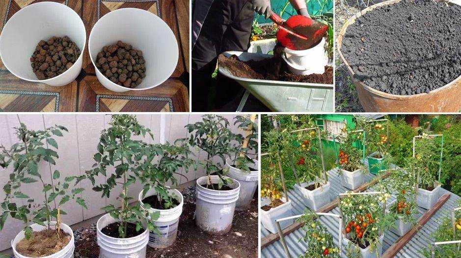Технология выращивания помидоров в ведрах в открытом грунте и теплице