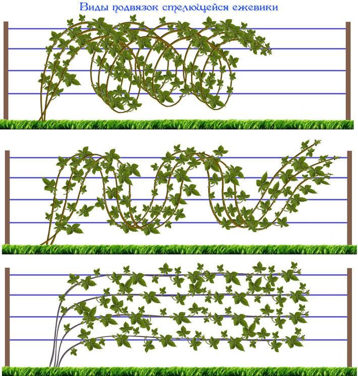 Шпалера для ежевики чертеж