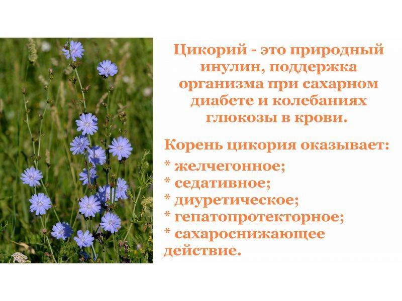 Инулин для кишечника - что это, в чем его польза для организма. как принимать? в чем заключается его польза? | фитомуцил сорбент форте