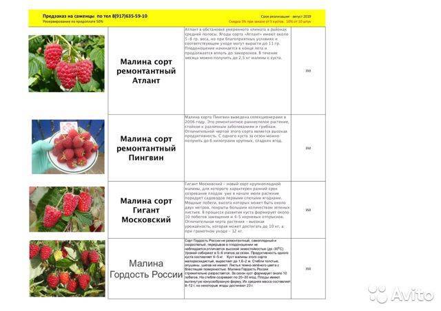 Малина — одна из самых сладких ягод. описание, посадка в открытом грунте, размножение и уход. популярные сорта: от раннеспелых до ремонтантных (25 фото & видео) +отзывы