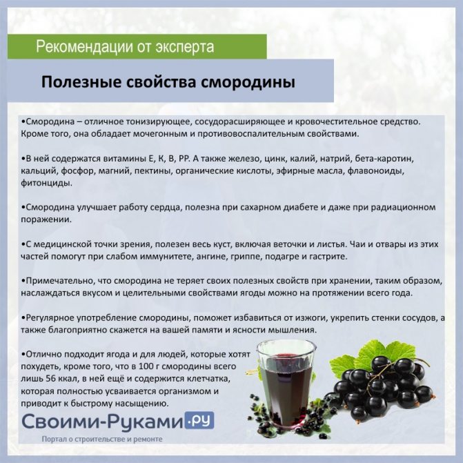 Листья черной смородины: лечебные свойства и противопоказания, приготовление чая