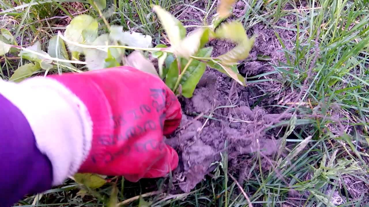 Как бороться и избавиться от поросли вишни в саду на участке навсегда своими руками