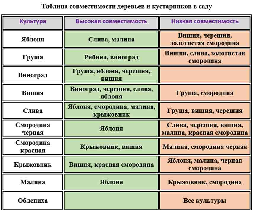 Какие культуры сажать. Соседство плодовых деревьев и кустарников. Таблица совместимости плодовых деревьев и кустарников. Какие плодовые деревья можно сажать рядом друг с другом таблица. Совместимость плодовых деревьев и кустарников в саду таблица.