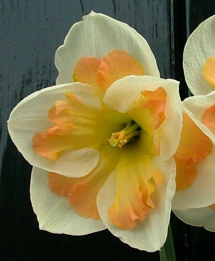 Нарциссы – посадка и уход в саду. фото цветков | растим растения!