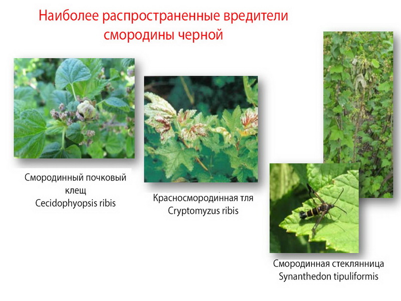 Болезни смородины стеклянница описание с фотографиями и способы лечения