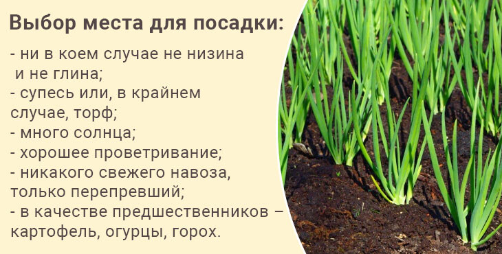 Схема посадки лука на репку из севка