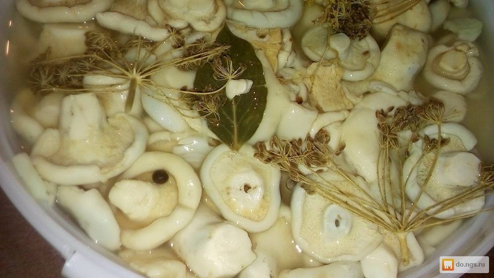 Рецепты маринованных белянок. рецепты, как солить горячим и холодным способом грибы белянки на зиму в банках