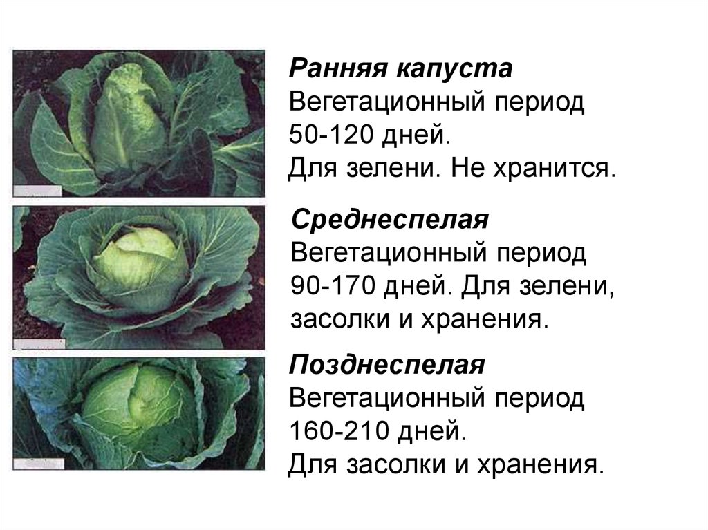 Семена капусты ?: в домашних условиях, как вырастить капусту на семена самостоятельно, как получить, откуда берутся | qlumba.com