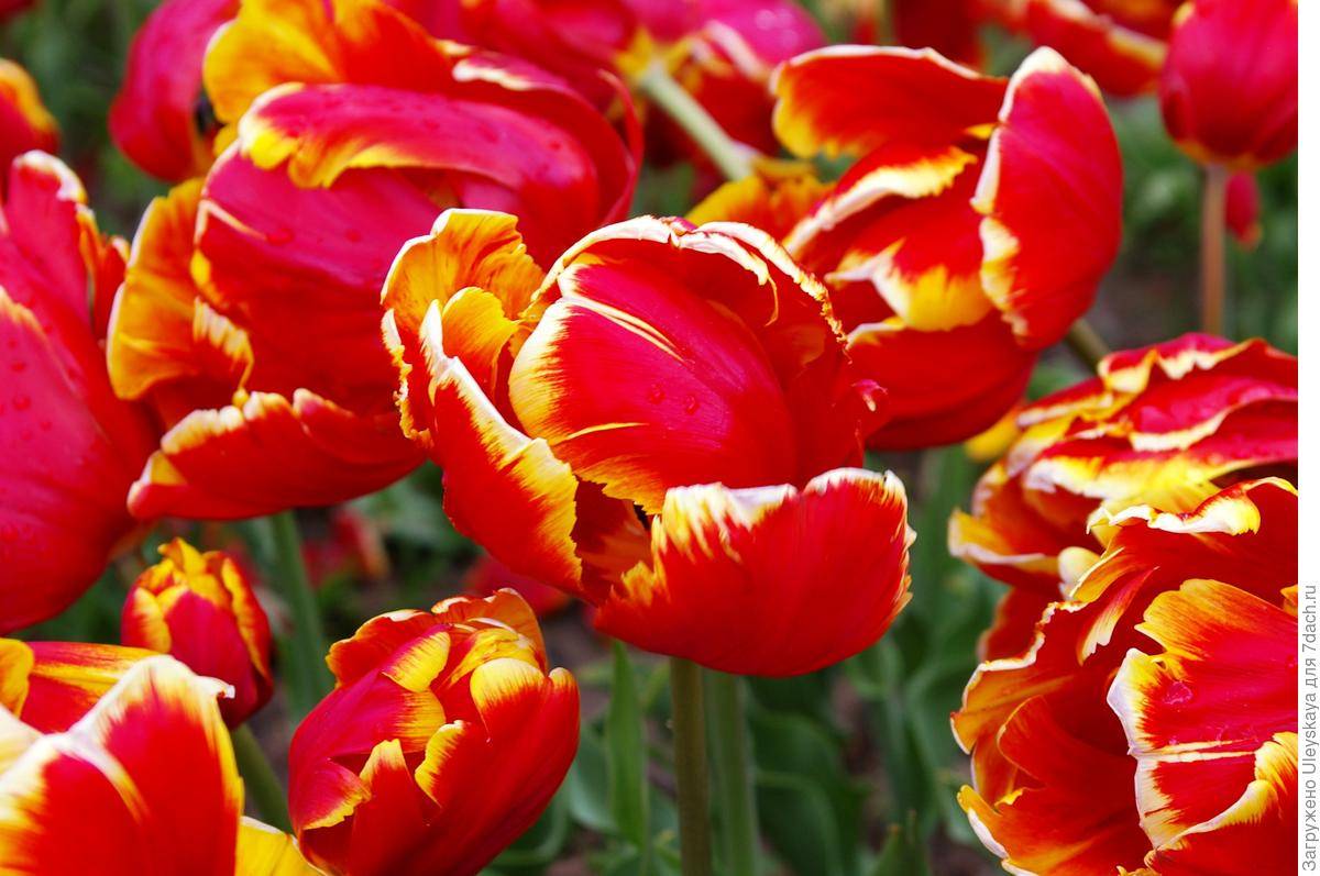 Описание топ-20 самых красивых сортов и видов тюльпанов, их посадка и уход