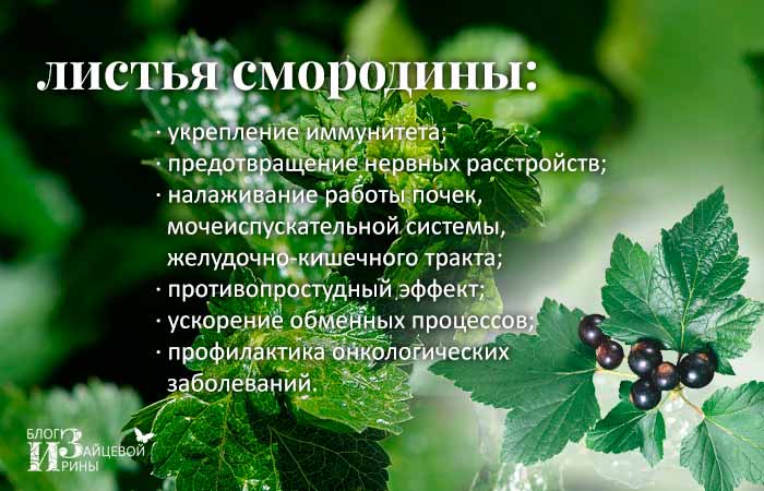 Сила листьев смородины: лечим отеки, цистит, подагру и омолаживаемся - новости yellmed.ru
