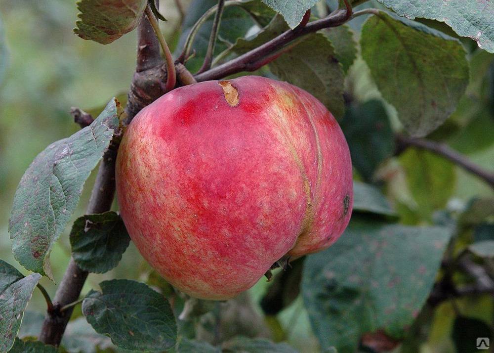 Яблоки белый налив: описание и фото, урожайность сорта и особенности выращивания, внесение удобрений, правила прививания, болезни и вредители дерева
