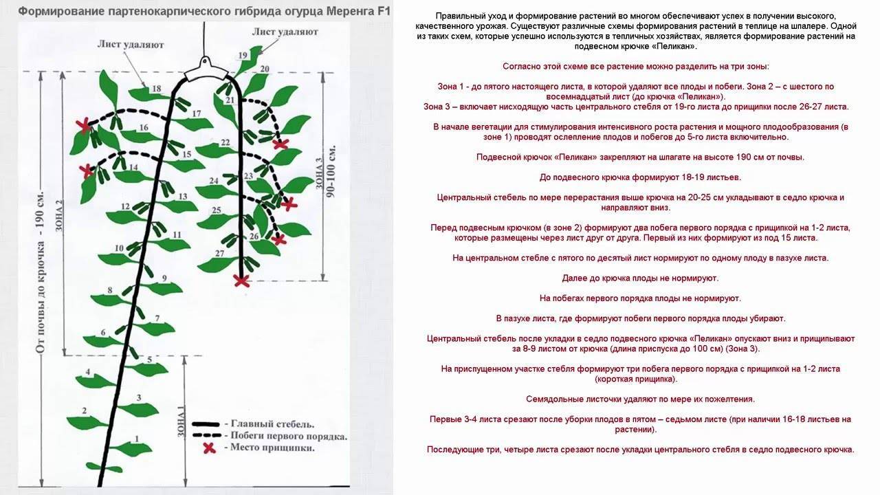 Точка роста у огурцов на картинке