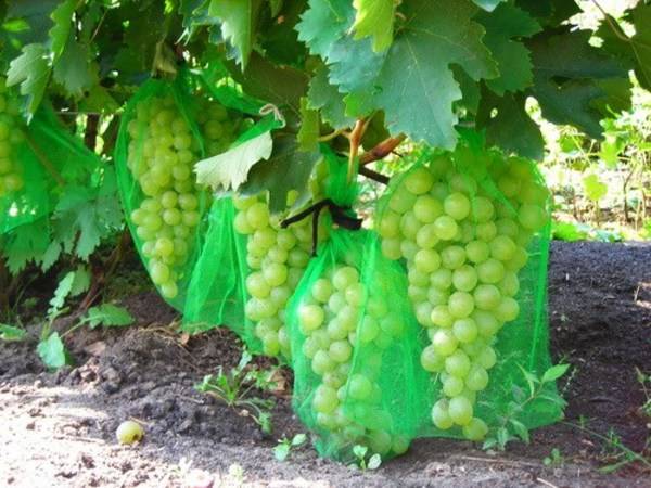 Антоний великий: описание, выращивание и хранение винограда