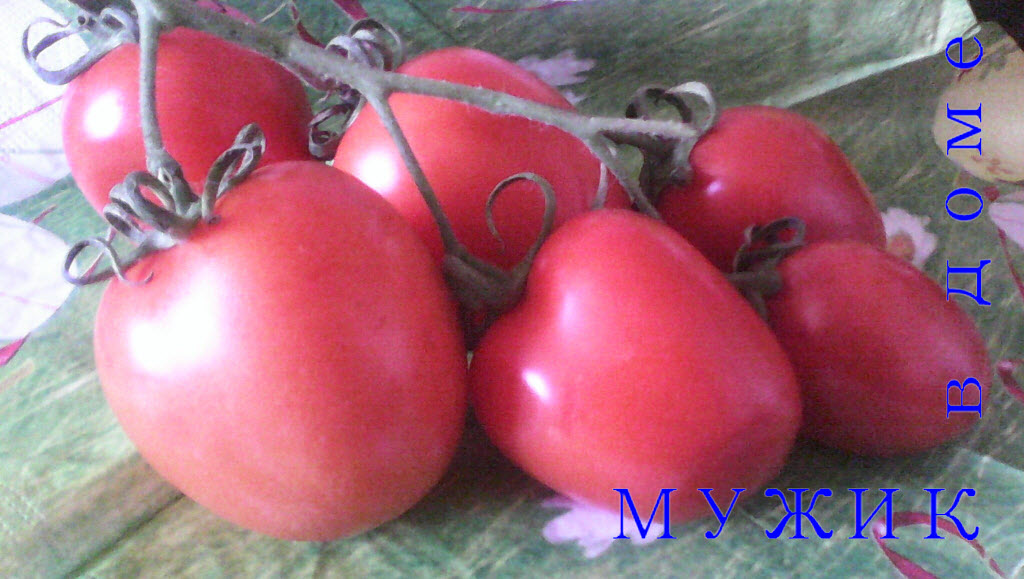 Лучшие сорта томатов для сибири 2023 года | огородникам инфо