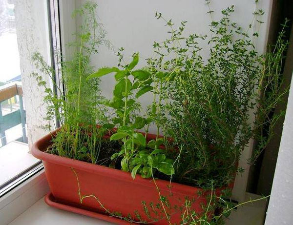 Как вырастить тимьян из семян и черенков в домашних условиях в горшке, уход за растением на подоконнике