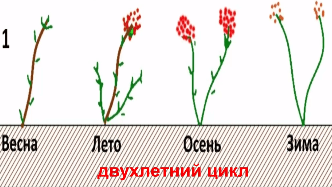 Посадка малины саженцами весной и осенью, сроки и правила