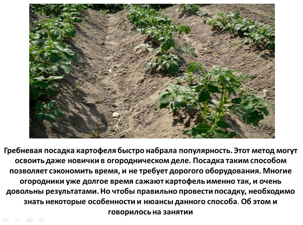 Посадка и выращивание картофеля по методу галины кизимы: особенности и правила посадки, отзывы – сад и огород своими руками