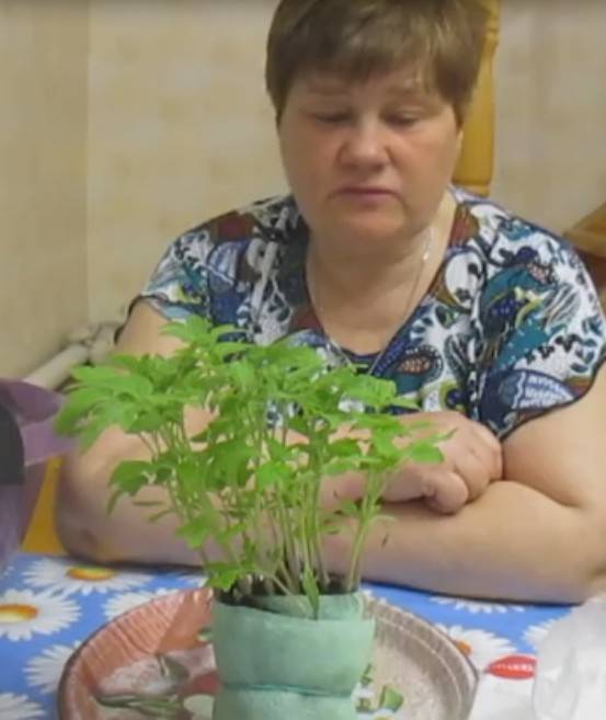 Рассада помидор в улитках и пеленках юлия миняева, видео